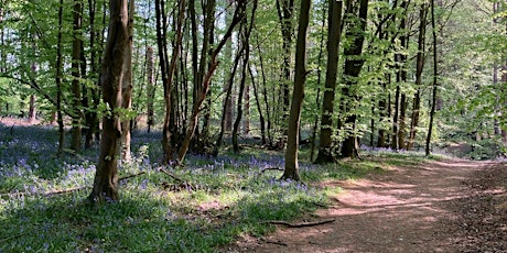 A woodland walk through Chesham Bois
