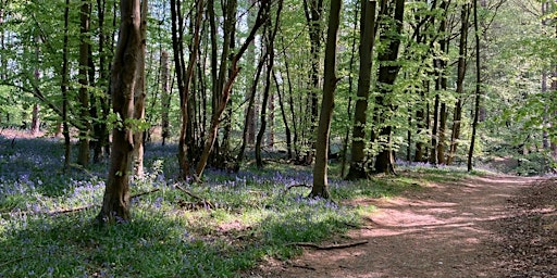 Imagem principal de A woodland walk through Chesham Bois