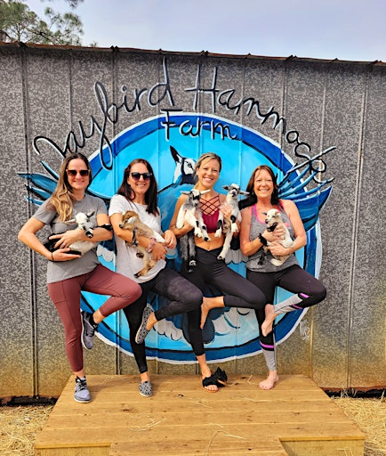 Imagem principal do evento Baby Goat Yoga at Jaybird Hammock Farm