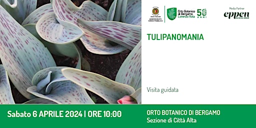 TULIPOMANIA primary image