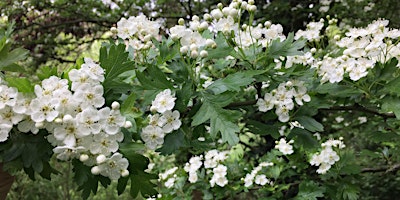 Primaire afbeelding van Spring Tree Identification Walk at Great Avon Wood