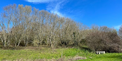 Immagine principale di Dead Hedges Society - Volunteering with Jersey Trees for Life 