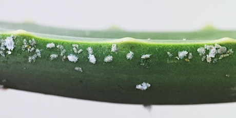 Pests 101 Workshop in Cobble Hill