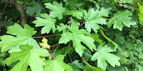 Summer Tree Identification Walk at Great Avon Wood