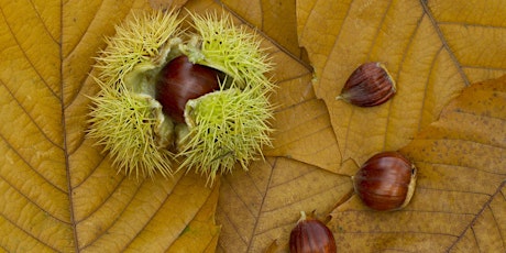 Autumn at Lound Lakes Photography Course (ECC2806)