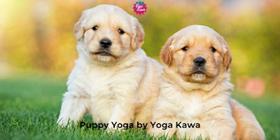 Imagem principal do evento Puppy Yoga (Kids-Friendly) by Yoga Kawa Toronto Golden Retrievers