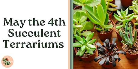 May the 4th Succulent Terrariums