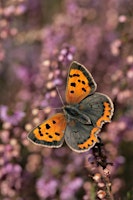 Summer at Lound Lakes Photography Course (ECC2806) primary image