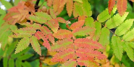 Autumn Tree Identification Walk at Great Avon Wood