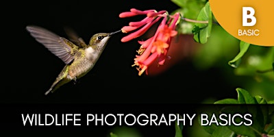 Wildlife+Photography+Basics