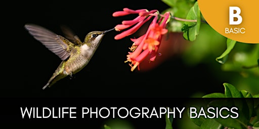 Imagem principal do evento Wildlife Photography Basics