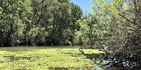 Primaire afbeelding van Explore the Wonders of Fish at the Cosumnes River Preserve on a Guided Walk