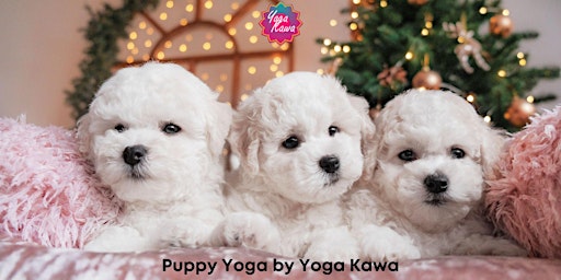 Imagem principal do evento Puppy Yoga (Kids-Friendly) by Yoga Kawa Toronto Bichon Frise