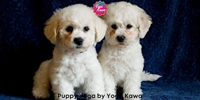 Imagem principal do evento Puppy Yoga (Kids-Friendly) by Yoga Kawa Hamilton Bichon Frise
