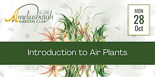 Imagem principal do evento Intro to Air Plants