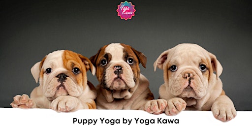 Imagem principal do evento Puppy Yoga (Ages 5+) by Yoga Kawa Vaughan English Bulldogs