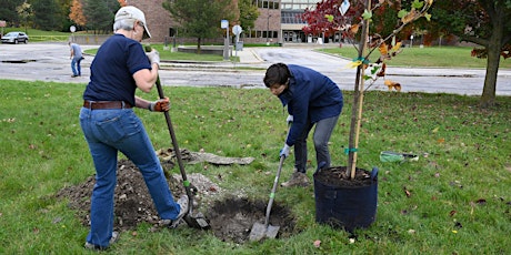 Clarendon Hills Cemetery Tree Planting