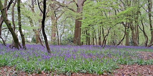 Forest Bathing Walk with Deep in Nature - April bluebell walk primary image