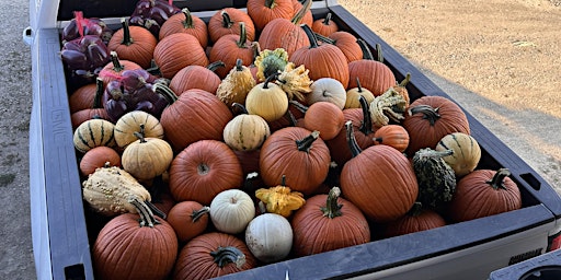 Bulk Pumpkin/Fall Decor Auction primary image