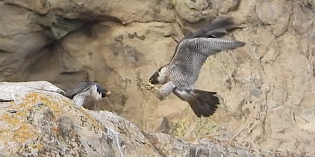 Hauptbild für Peregrine Wander