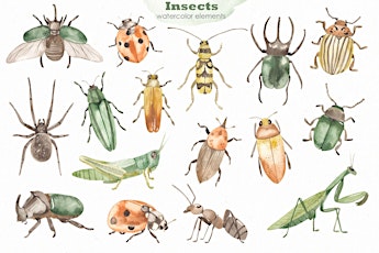 Bugs, Bugs, Bugs! Insect Week!