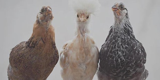 Image principale de Three Chickens Confront Existence
