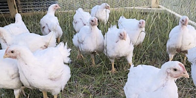 Poultry Processing Class at Windy Fields Farm primary image
