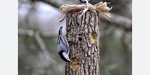 Primaire afbeelding van Log Bird Feeder Workshop