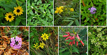 Pinellas FNPS Spring Native Garden Tour - SOUTH COUNTY