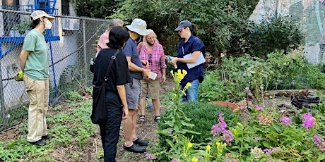 La Plaza Cultural Garden Volunteer Day