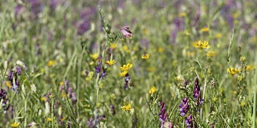 Hauptbild für Spring Yoga Workshop for Women