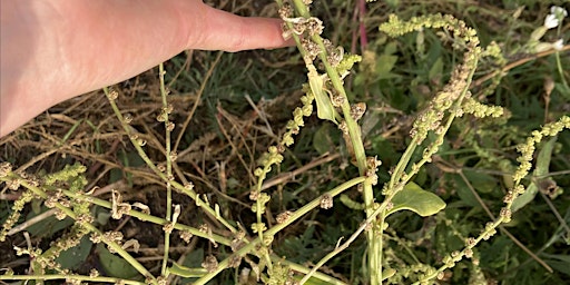 Primaire afbeelding van Citizen SEED SAVERS Project