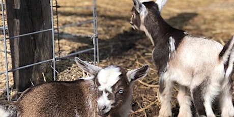 Wellness on the Farm Event