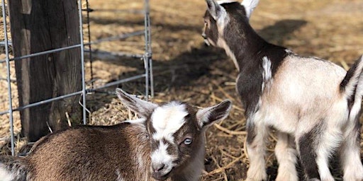 Hauptbild für Wellness on the Farm Event