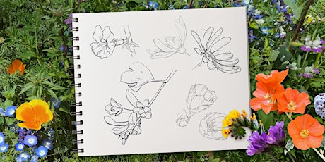 Sketching Native Wild Flowers with Maryanne Pittman