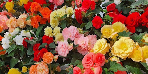 Immagine principale di Growing Begonias for Form & Flower with  Stan da Prato 