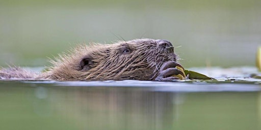 Hauptbild für Bringing Back Beavers