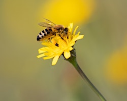 Imagem principal do evento Summer Leys Wildlife Wander: Bees!