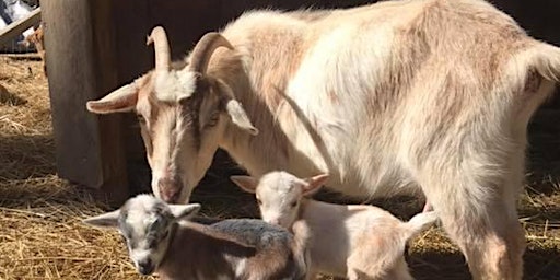 Goat Yoga at Lilac Hedge Farm
