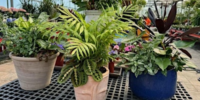 Primaire afbeelding van Houseplant Combo