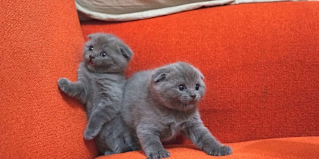 Kitten Yoga (Family-Friendly) by Yoga Kawa Toronto Scottish Fold