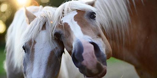 Hauptbild für Other Nations: Writing About the Animals We Love (Mini-Series)