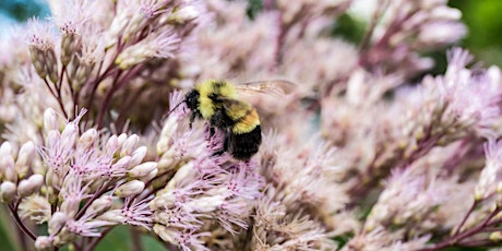 What's the Buzz in Your Garden?