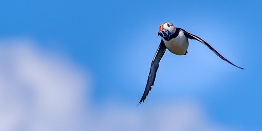 Puffins!  Farne Islands Photography Tour primary image