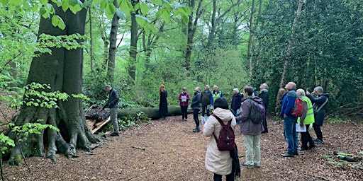 The Veteran Trees and Ancient Rhododendrons of Childwall Woods.