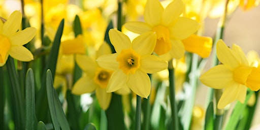 Hauptbild für 2024 Daffodil Cocktail