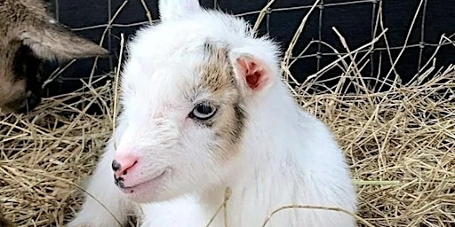 Baby Goat Bottle Feed & Farm Animal Interaction  primärbild