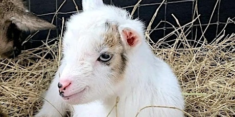 Baby Goat Bottle Feed & Farm Animal Interaction