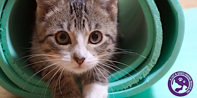 Primaire afbeelding van April Kitten Yoga to Benefit a Cat & Dog's Friend Rescue
