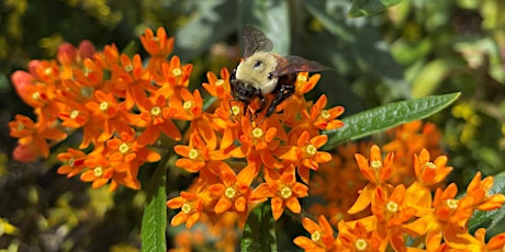 Blossoms and Beyond: Family Flower Dissection and Pollinator Walk